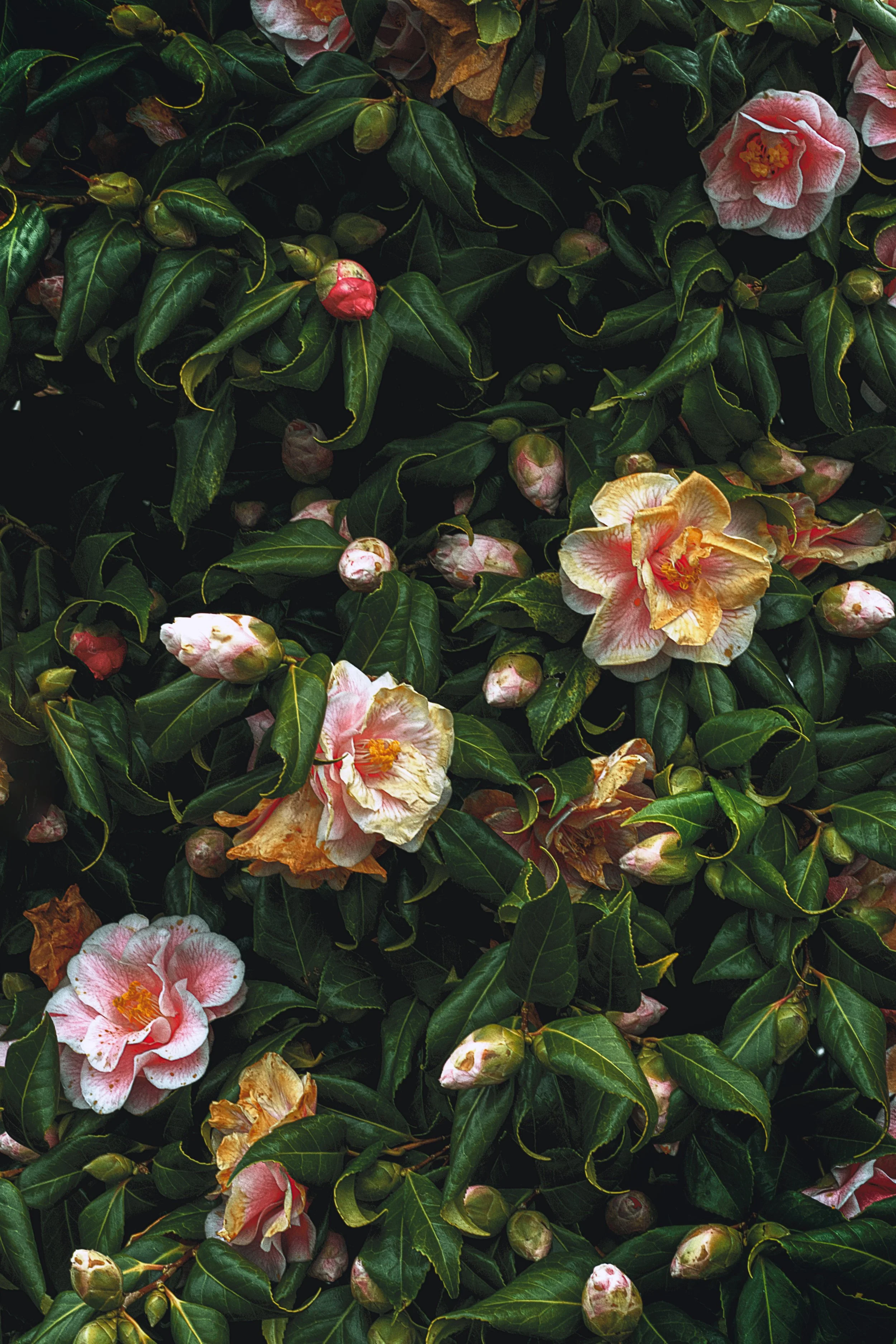 Pink and cream camellia flowers with green leaves and buds.