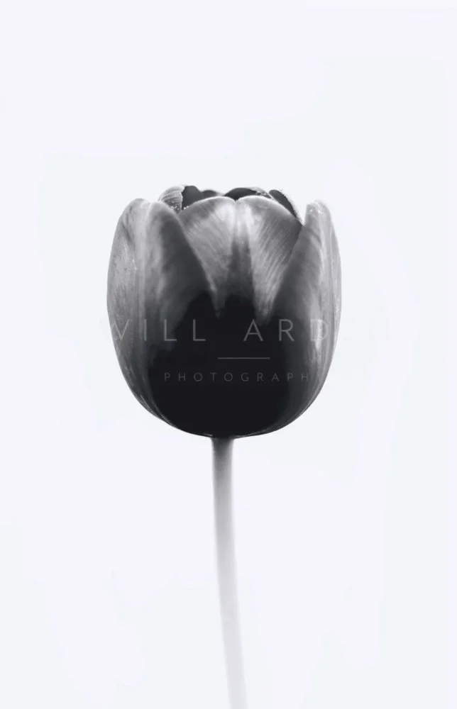 Single Tulip in Black and White