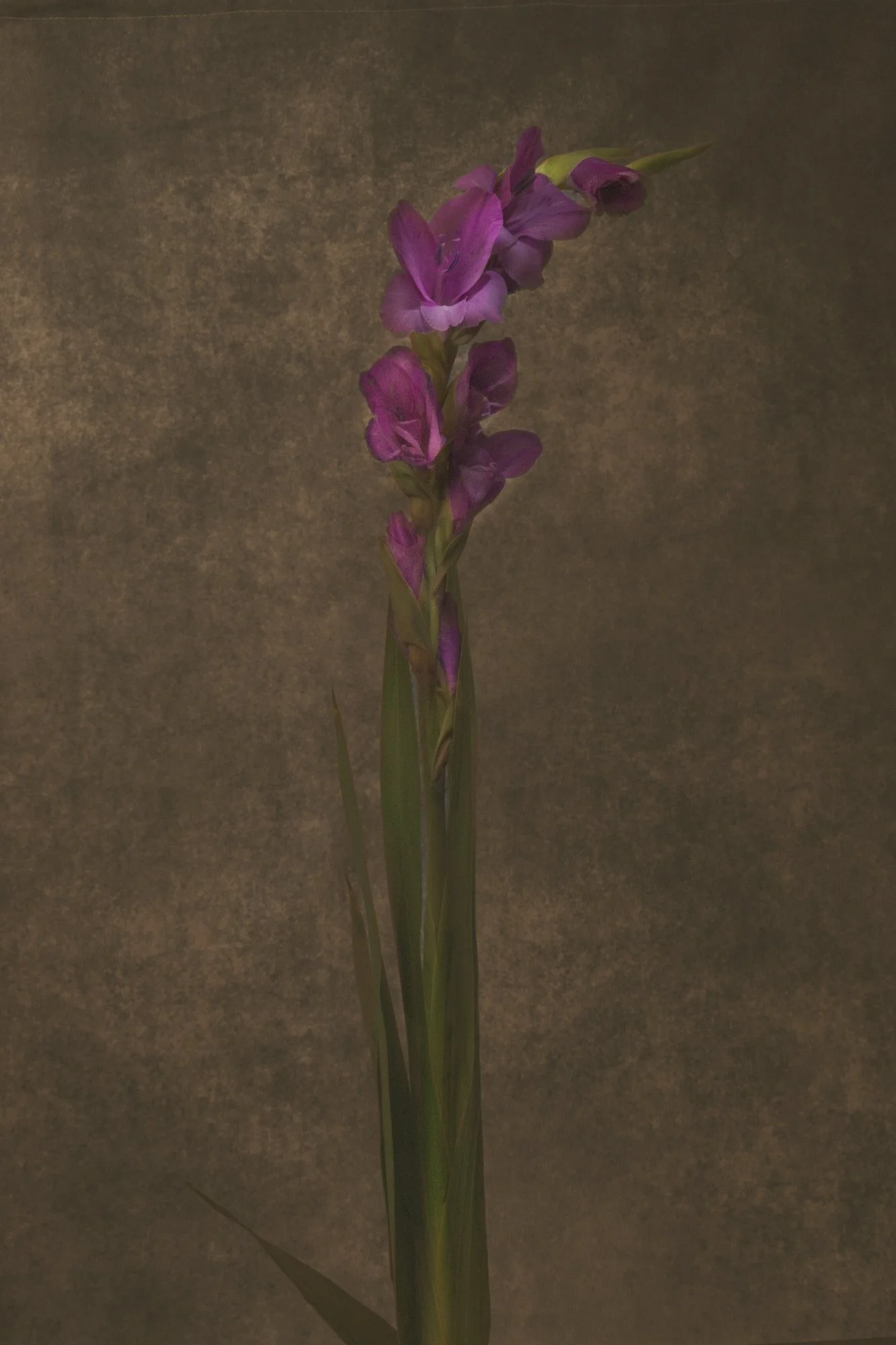 A purple flower with multiple blooms and green leaves against a dark, textured background.