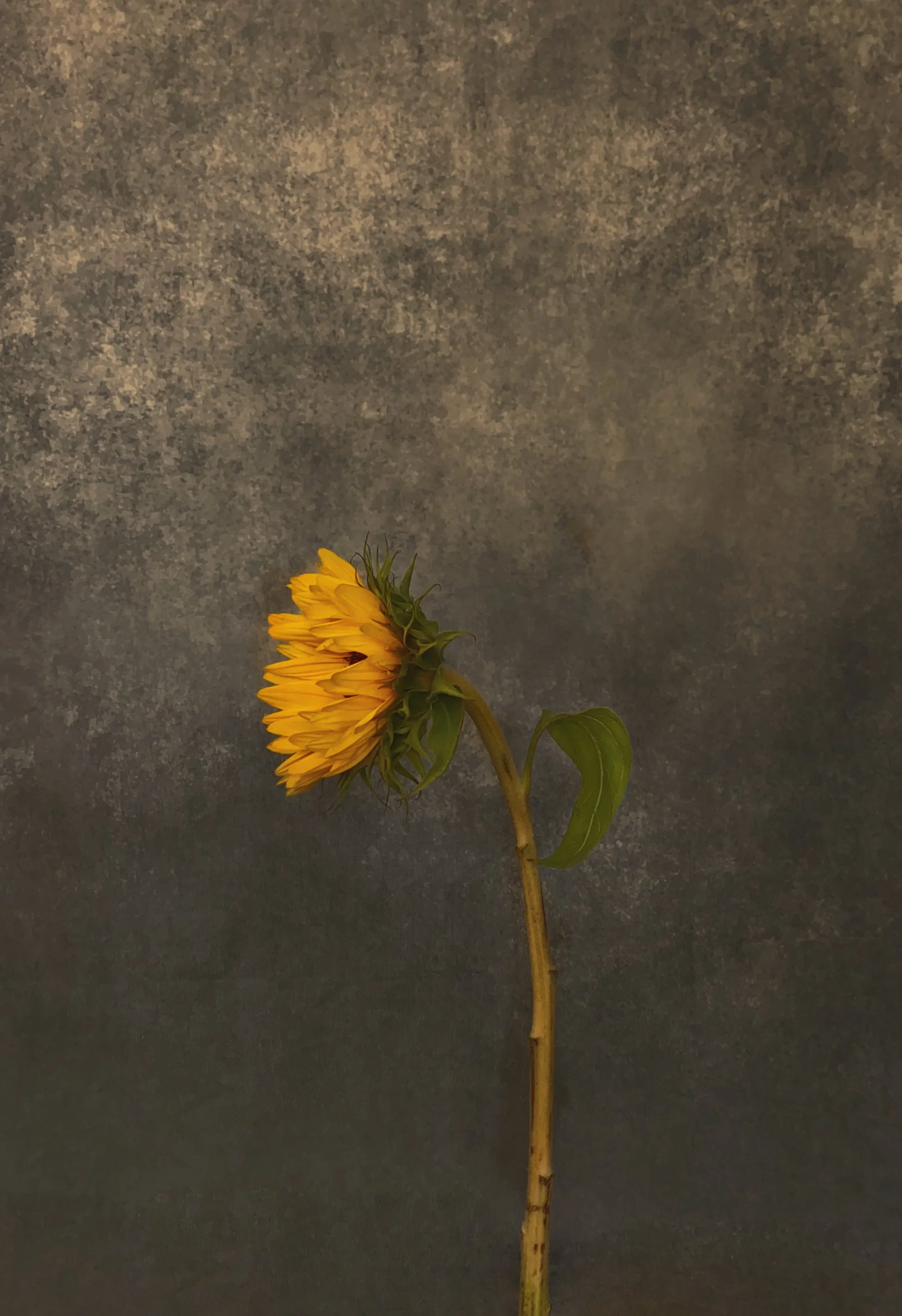 A single sunflower with yellow petals facing downward, attached to a tall green stem with large green leaves, against a gray textured background.