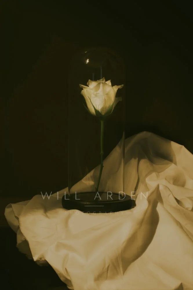Bell Jar Rose