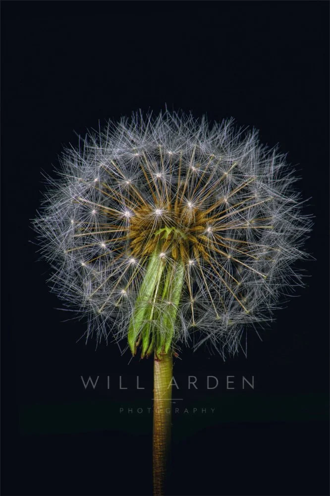 Dandelion