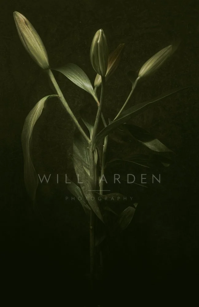 Several Unopened Lily Flowers (Copy)
