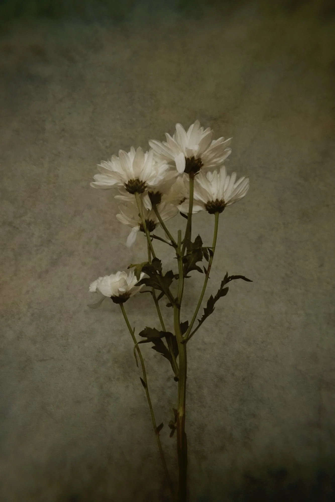A small bouquet of white daisies with dark centers against a neutral background.