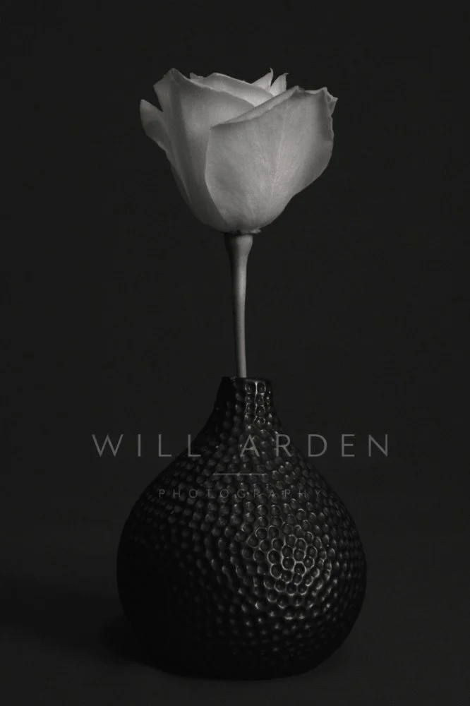 White Rose