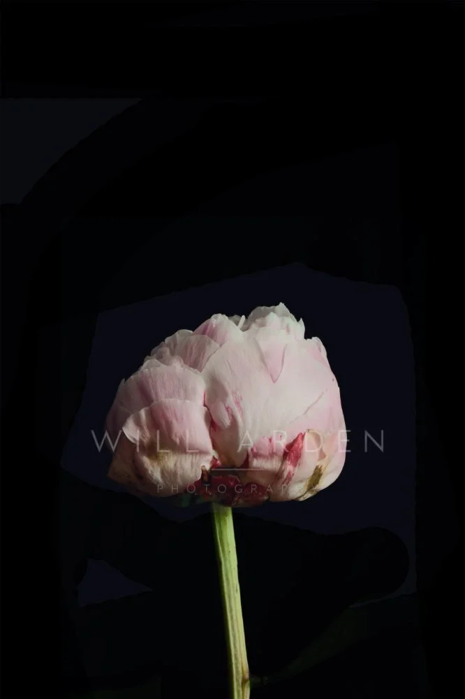 Peony