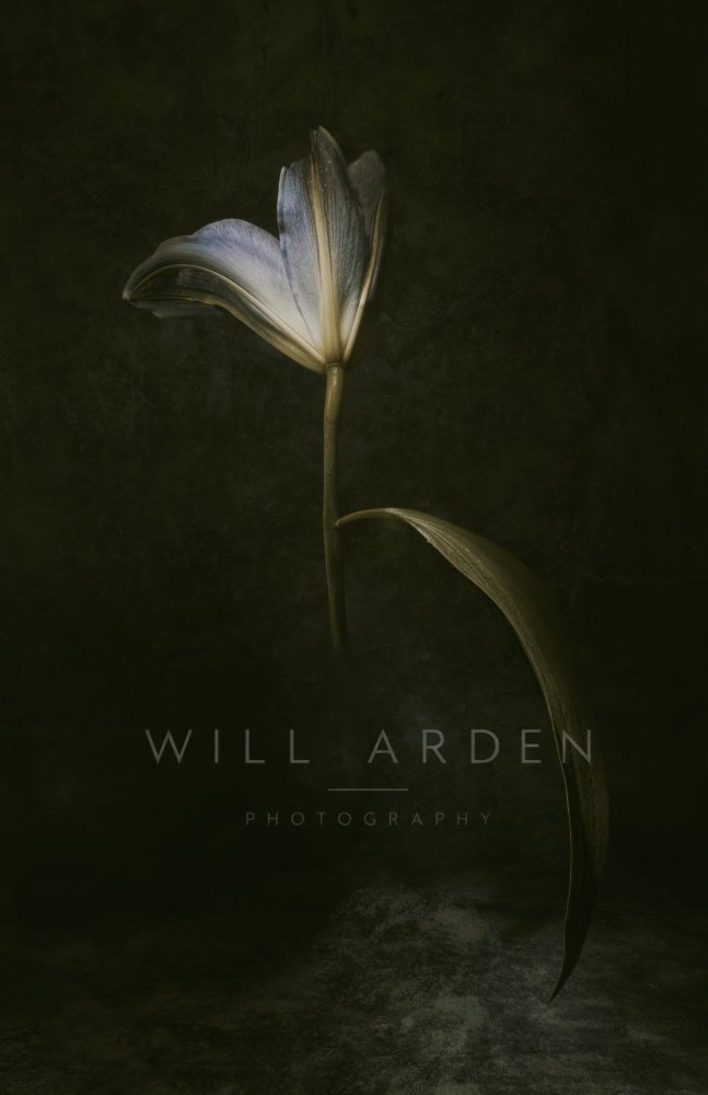 One Blue and White Open Lily Flower