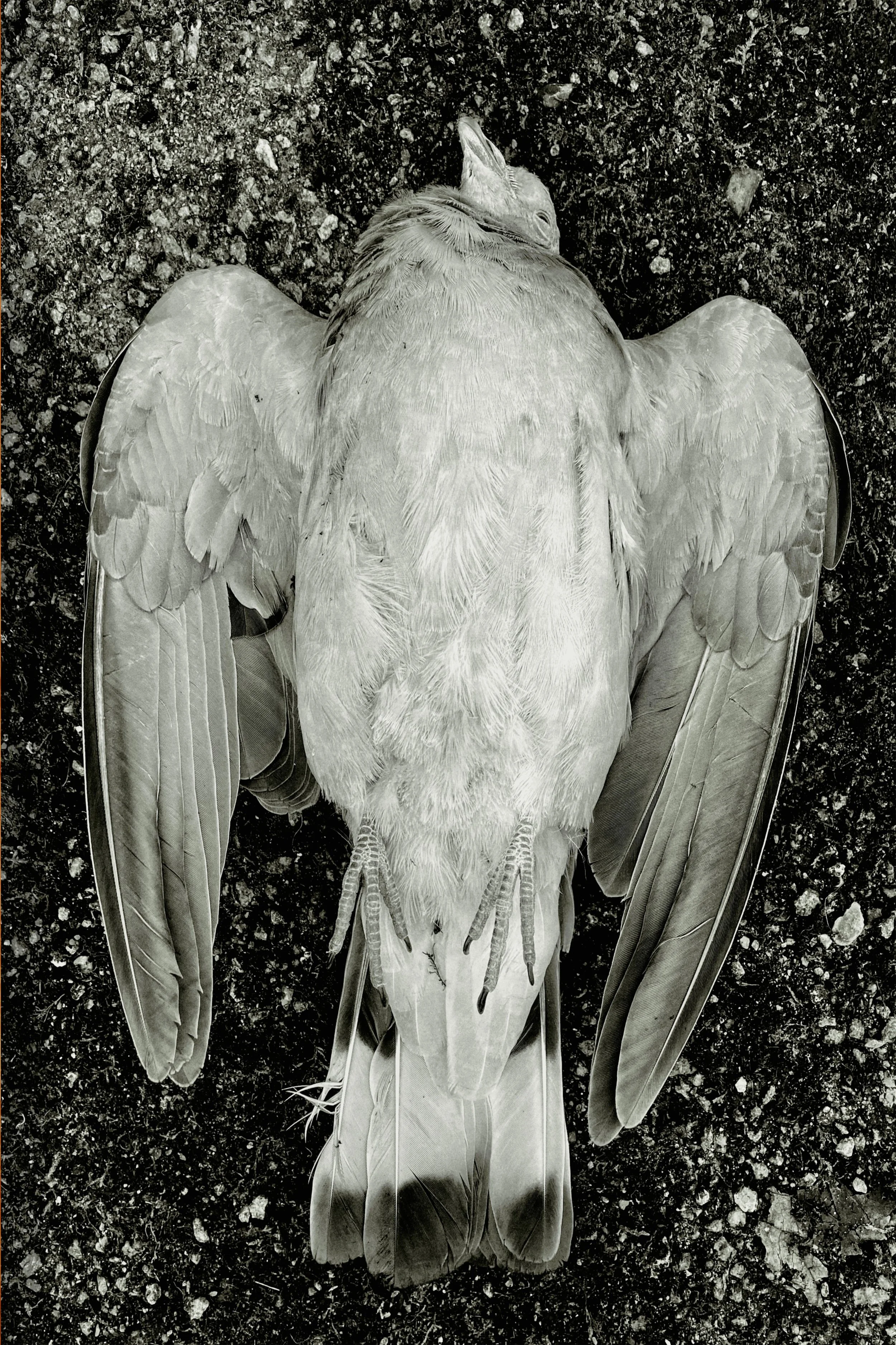 Black and white image of a dead bird, possibly a pigeon, lying on rocky ground with its wings spread out and head turned to the side.
