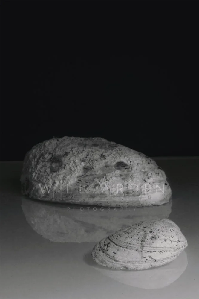 Reflected Shells