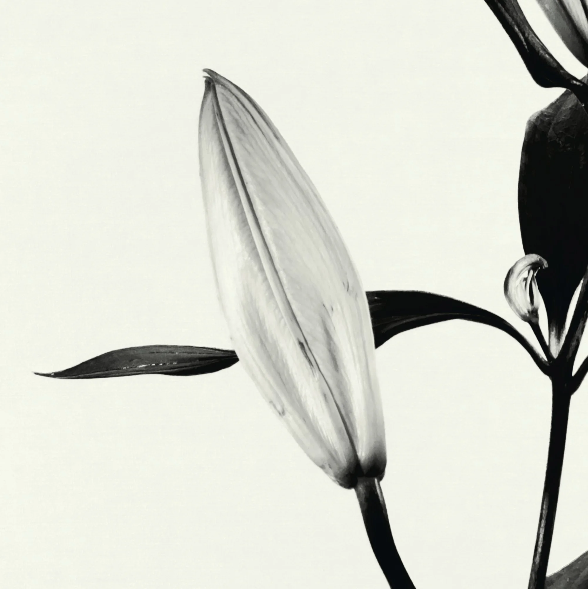 B&W lily.jpg