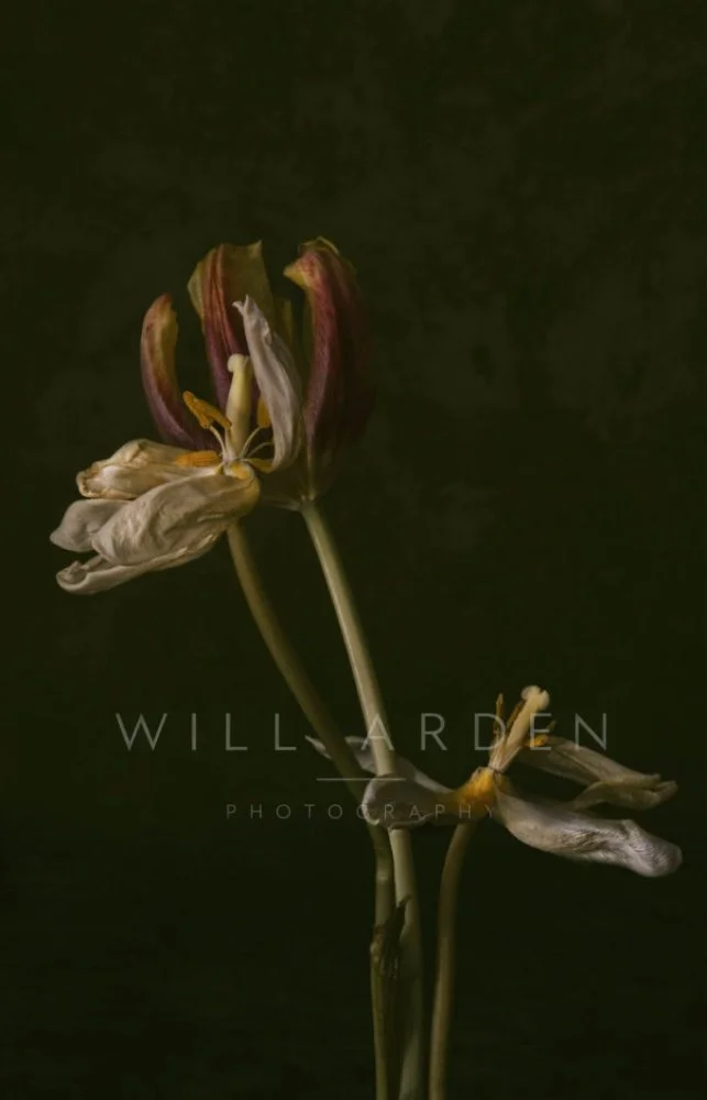 Dead tulips