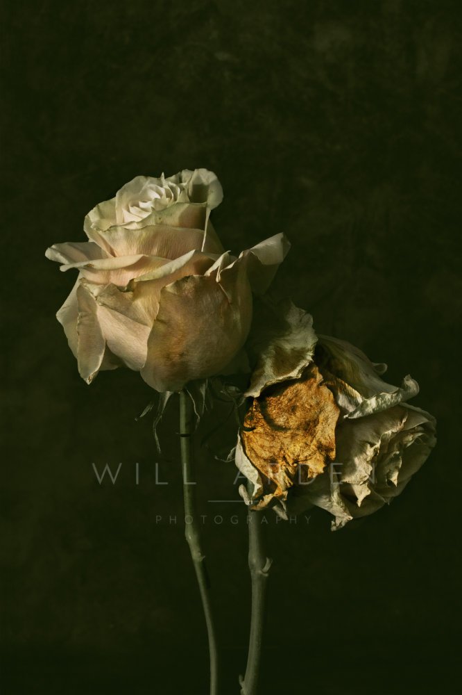 Two decaying White Roses