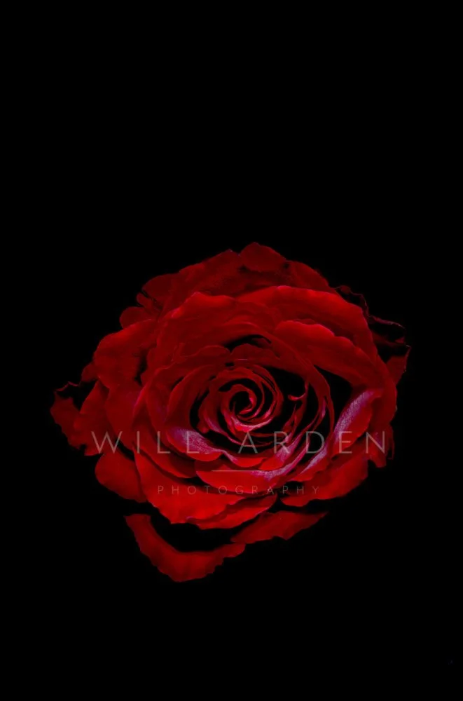 Red Rose 4