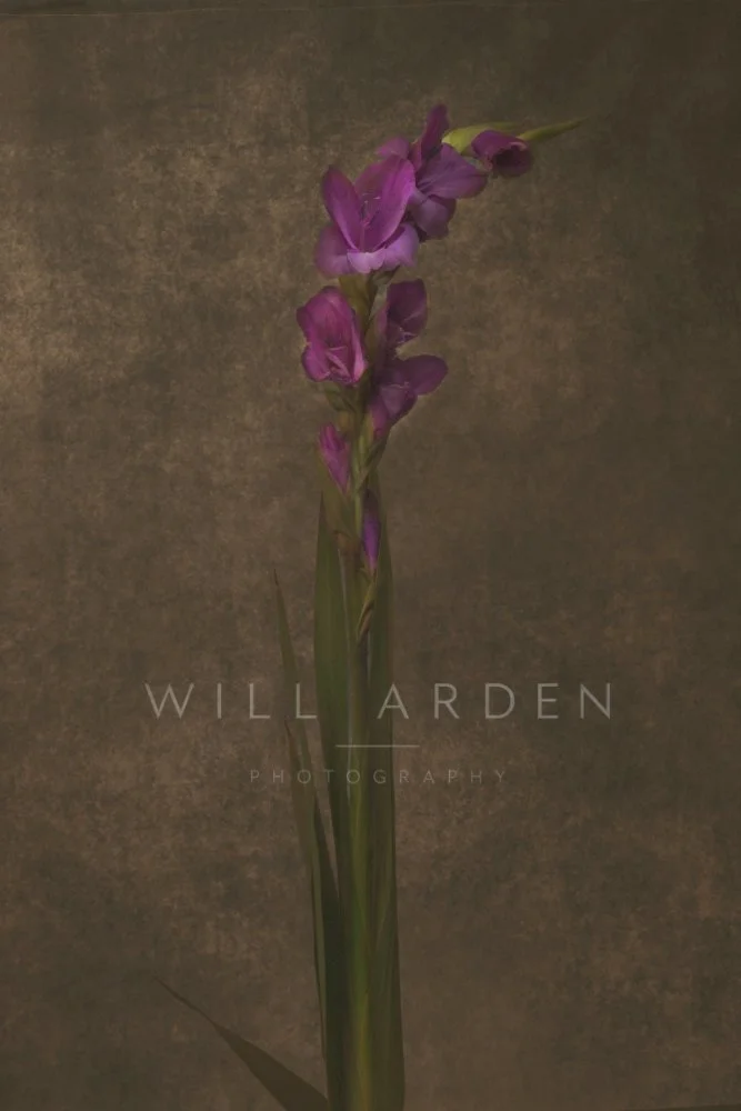 Gladioli #2