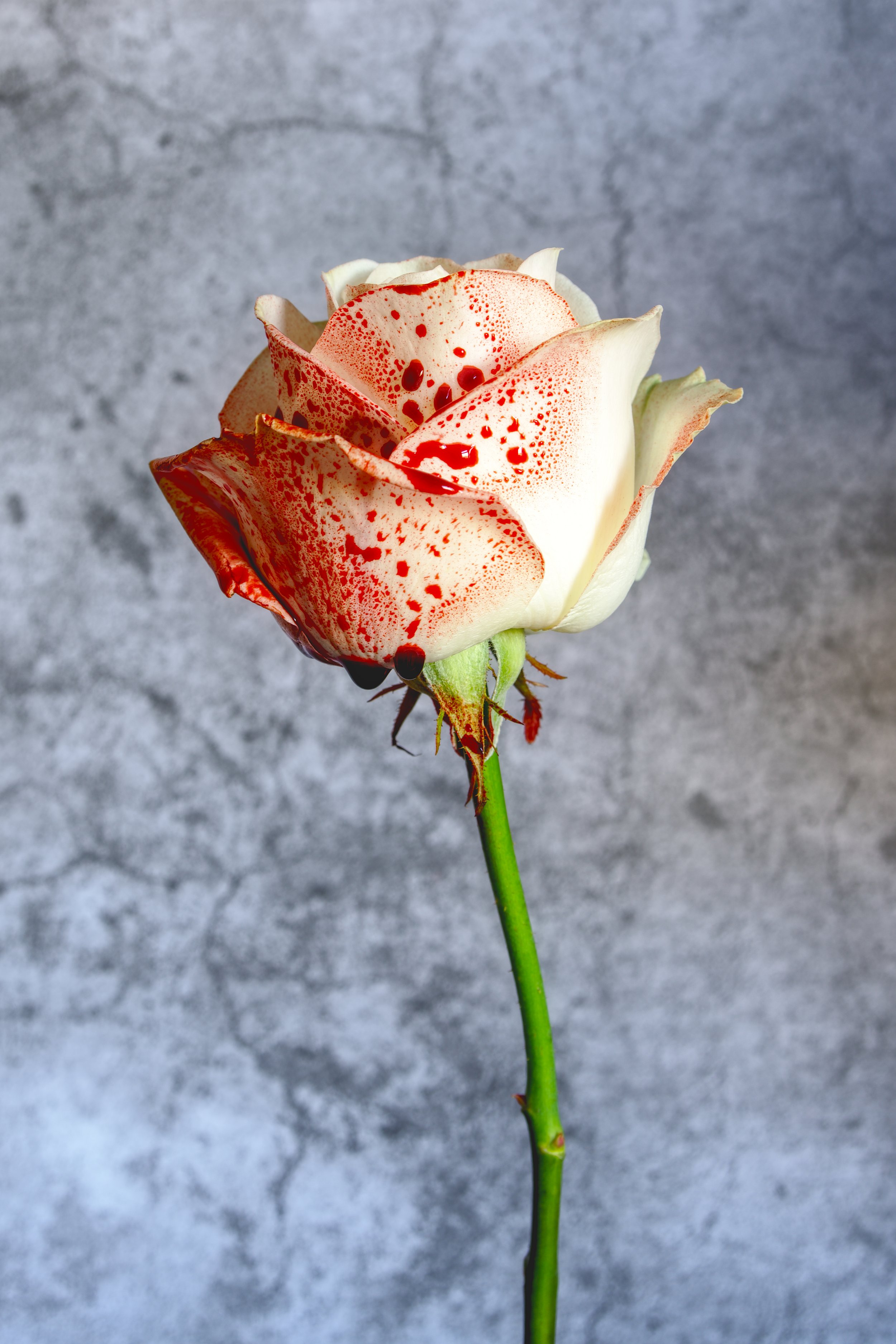 A white rose with red speckles and a few drops of red liquid on its petals, set against a gray, textured background.