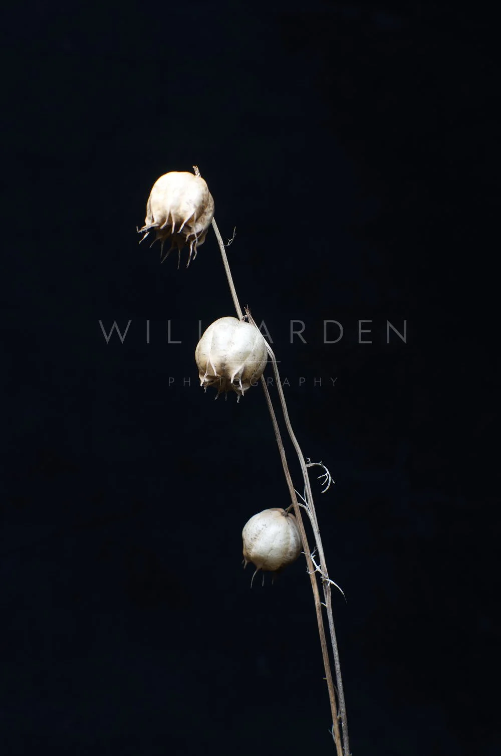 Seedpods 2