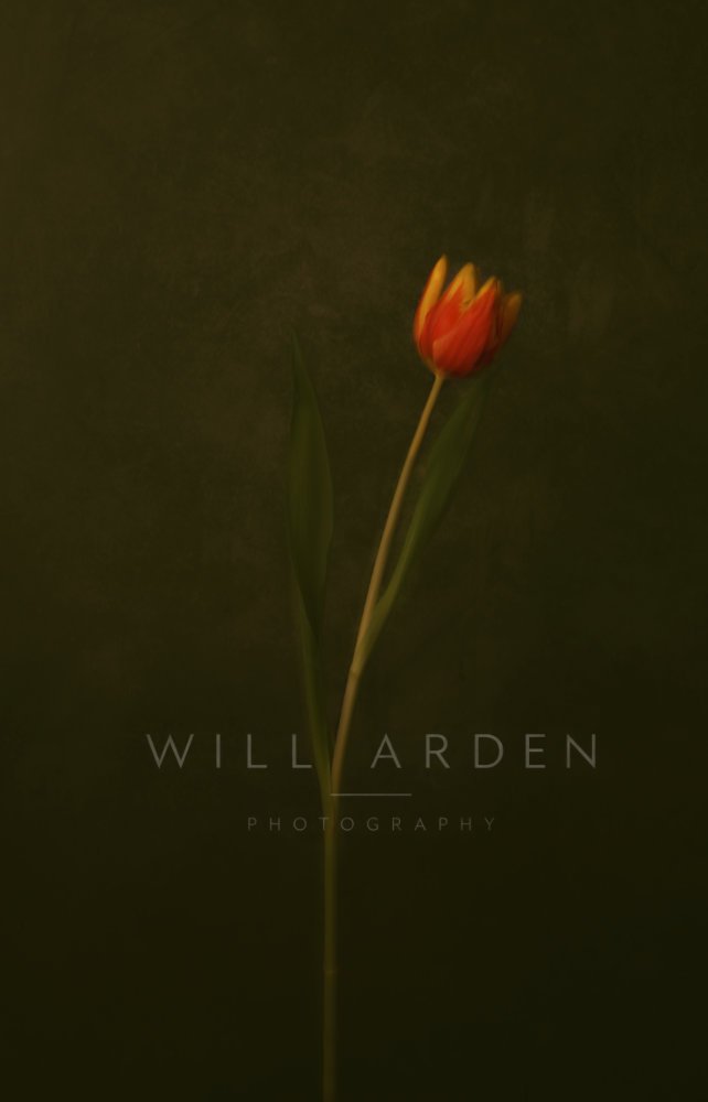 A single Red Tulip