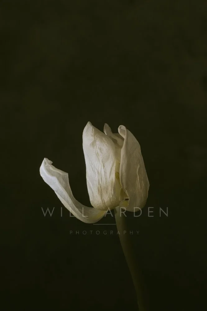 White Tulip Wilting
