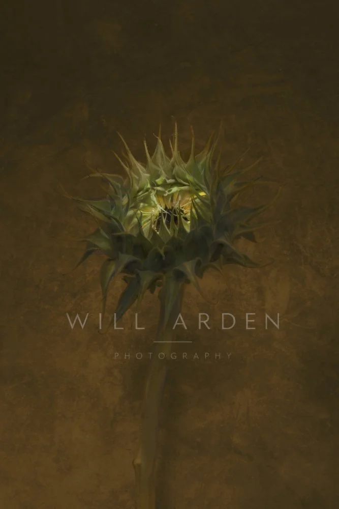 Sunflower #8