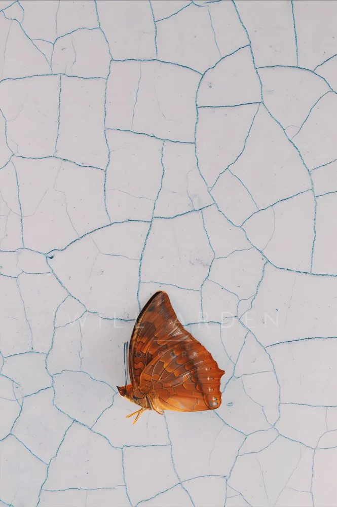 Orange Butterfly