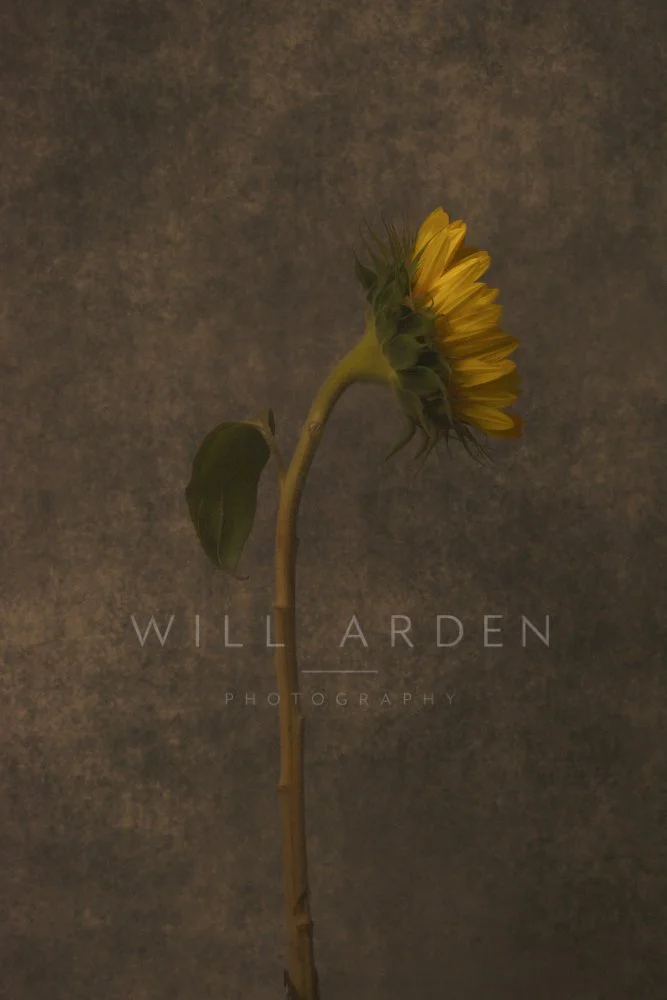 Sunflowers #5