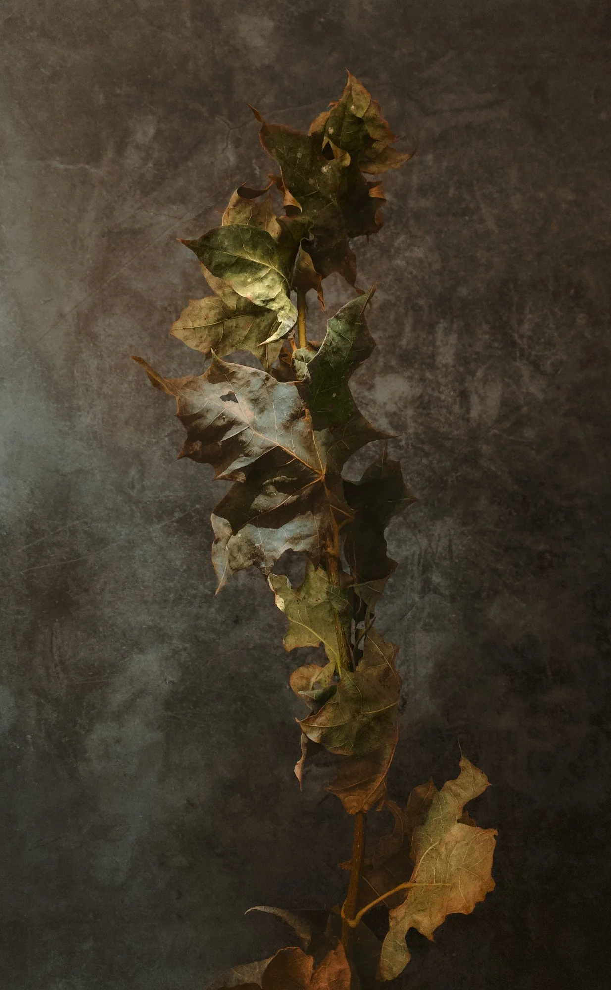 A dried, brown and green, fallen maple leaf stem with multiple leaves attached, laid on a dark, textured surface.