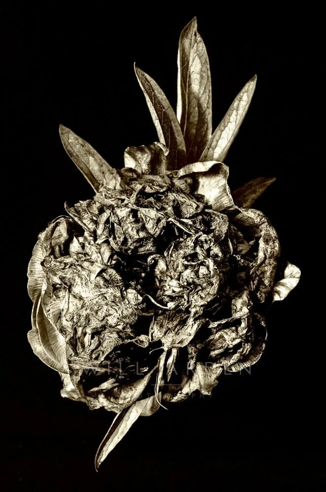 Dead Rose