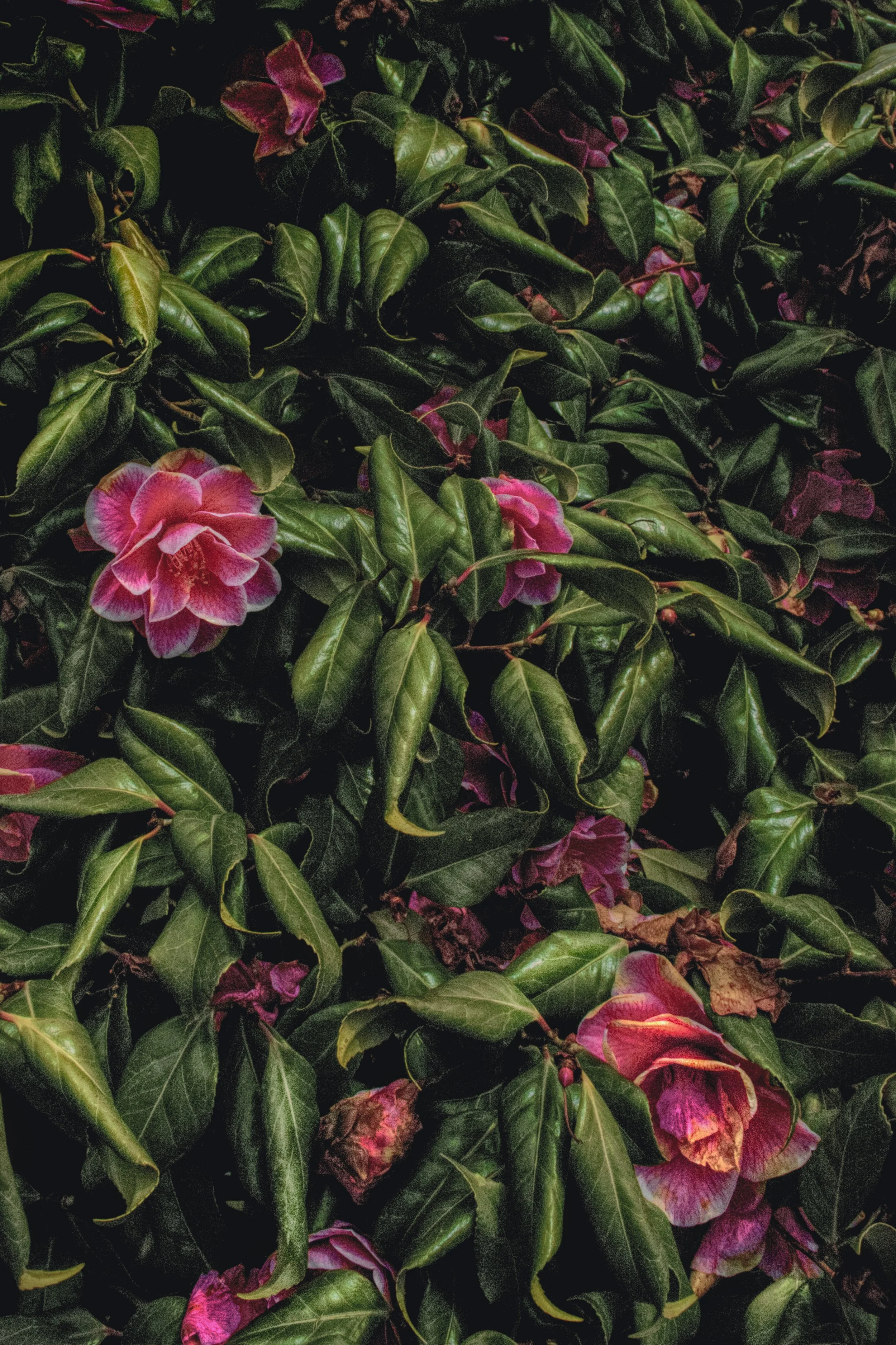 Close-up of dark green leaves with some pink and purple flowers and petals among the foliage.