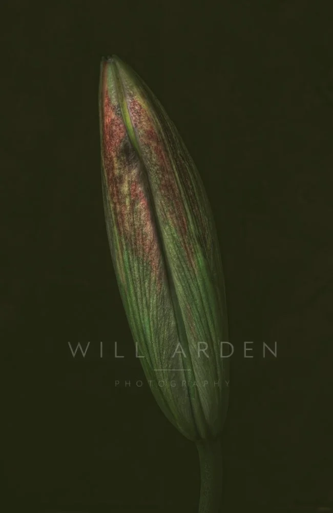Lily Bud