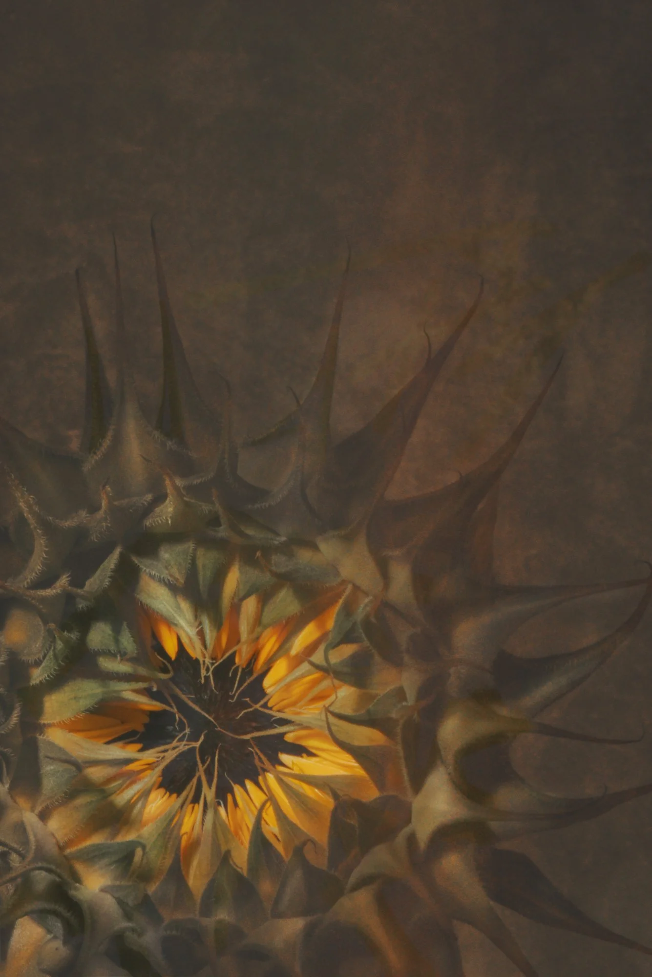 sunflower3.jpg