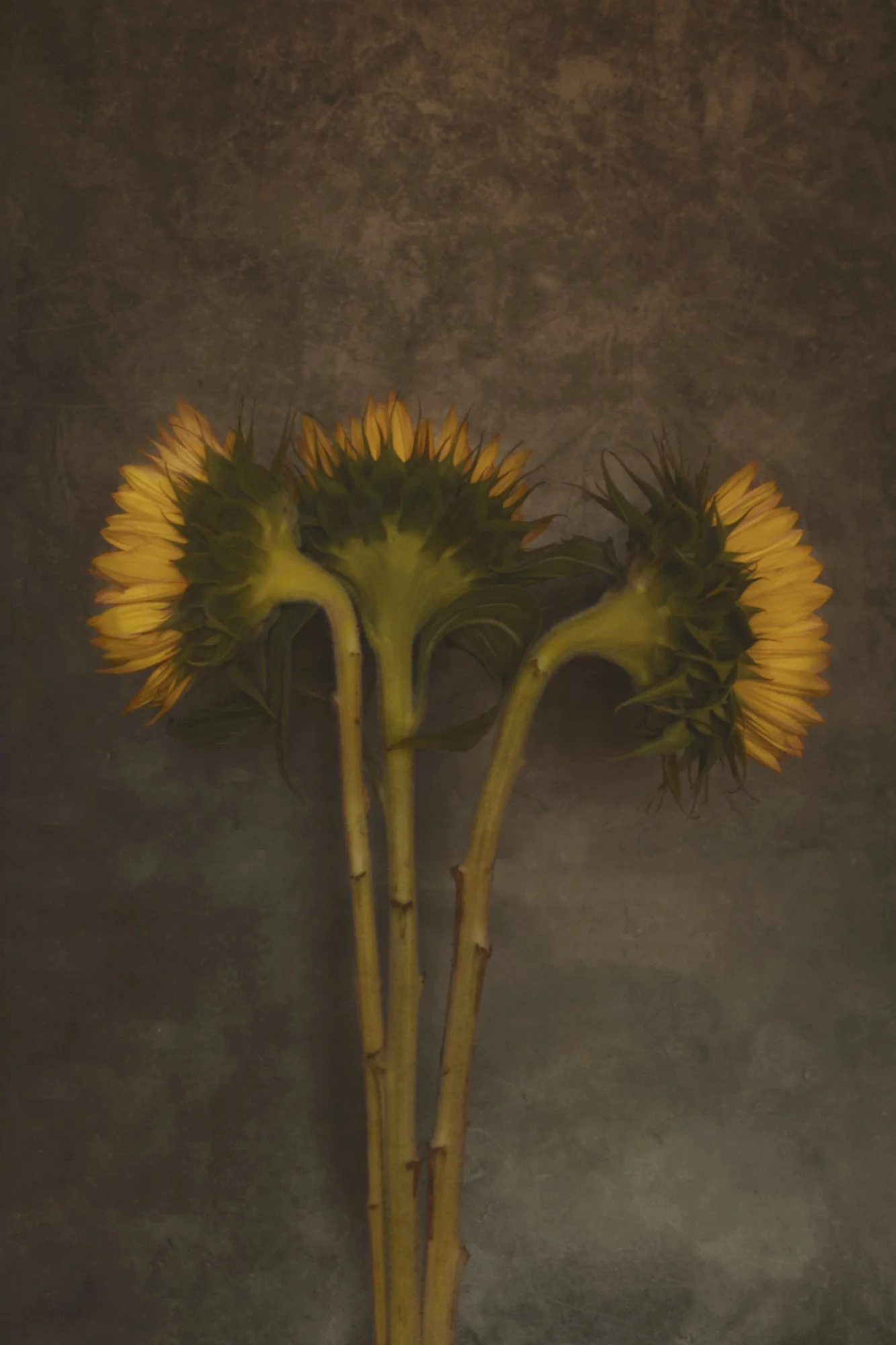 Three sunflower flowers with yellow petals and green stems are placed against a dark background.