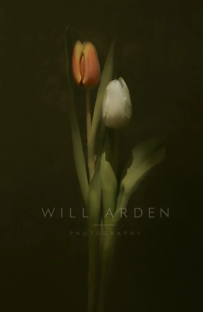 Two Tulips. One White, One Red