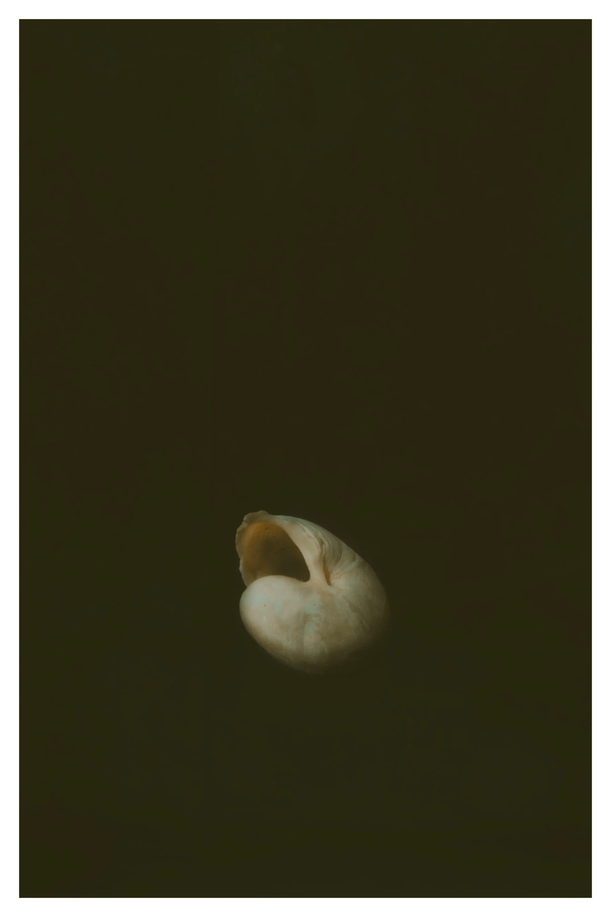 Close-up of a small, white seashell with a curved opening, set against a dark background.