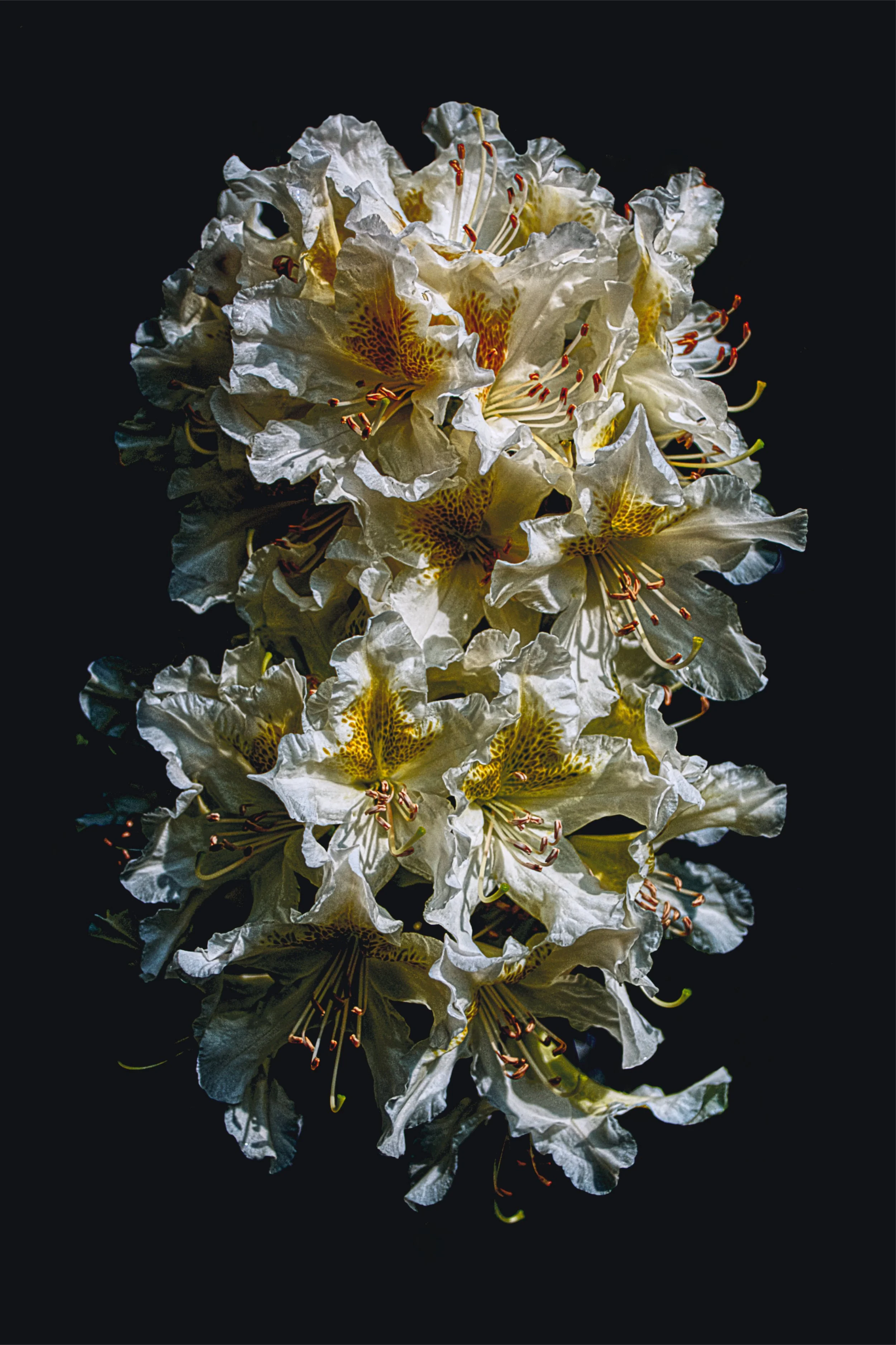 Close-up of a cluster of white and yellow flowers with long stamens, set against a dark background.