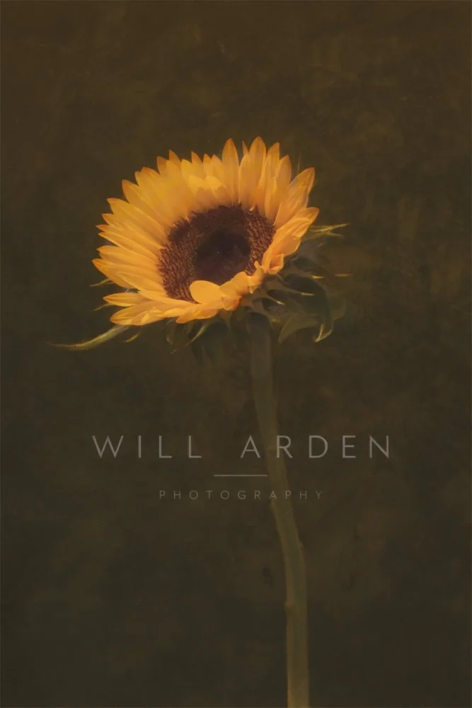 Sunflower #1