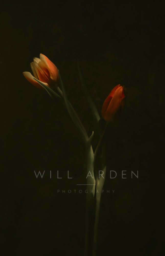 Two Red Tulips