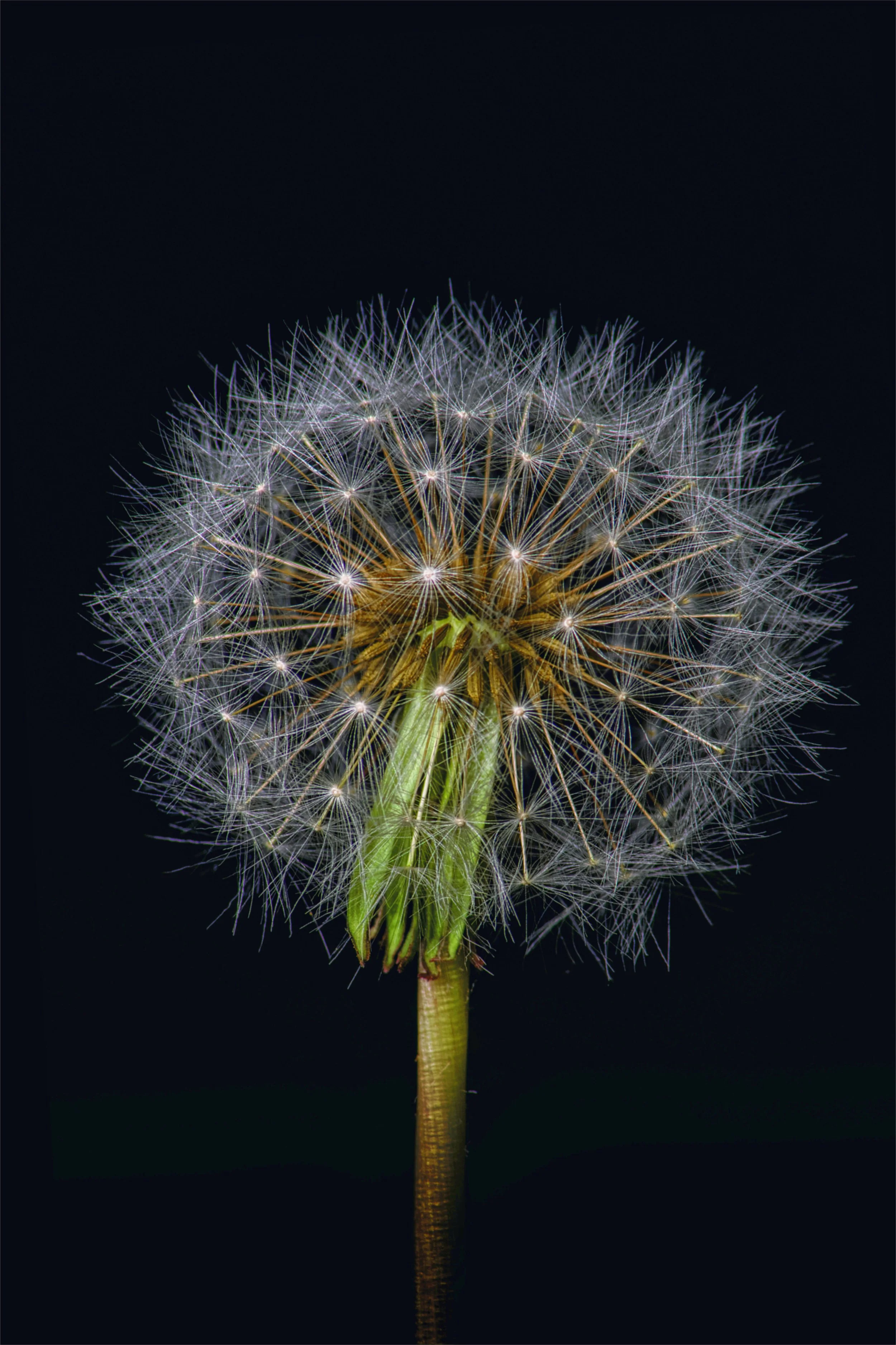 Close-up of a dandelion seed head on a dark background.
