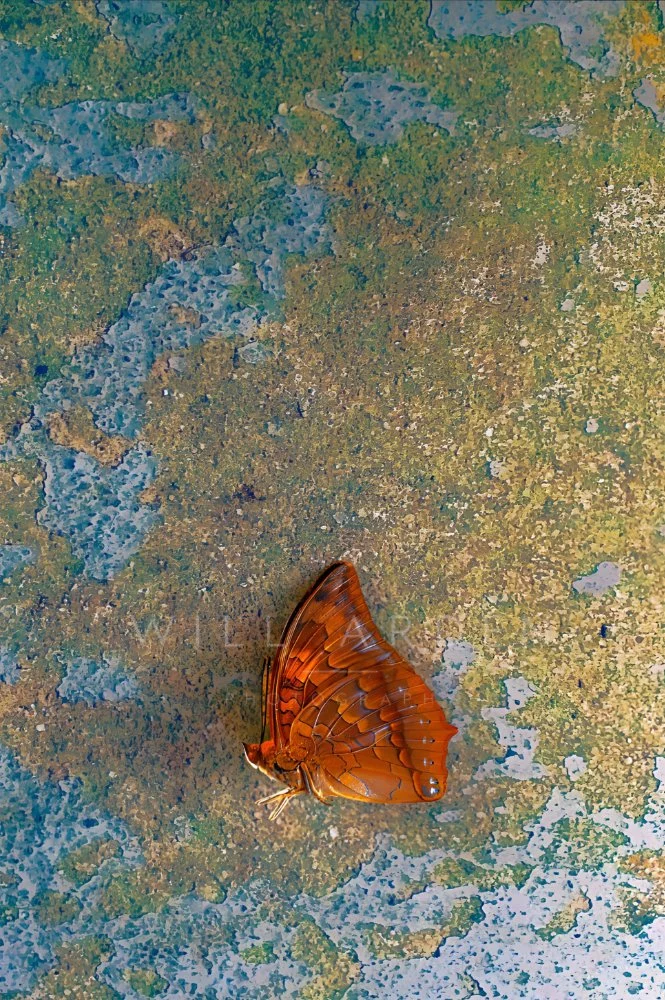 Orange Butterfly #2