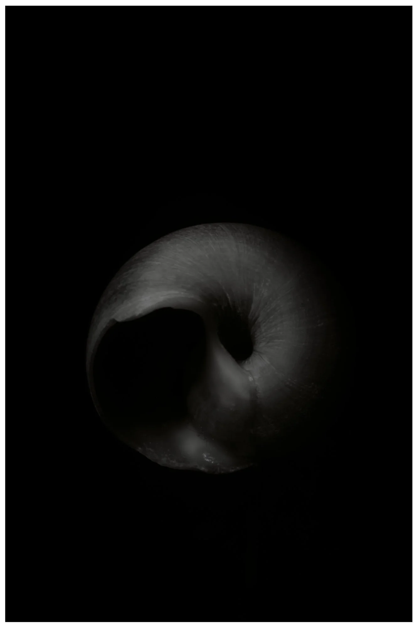 Close-up of a curling metallic object, likely a pipe or tube, with a smooth, textured surface, set against a black background.