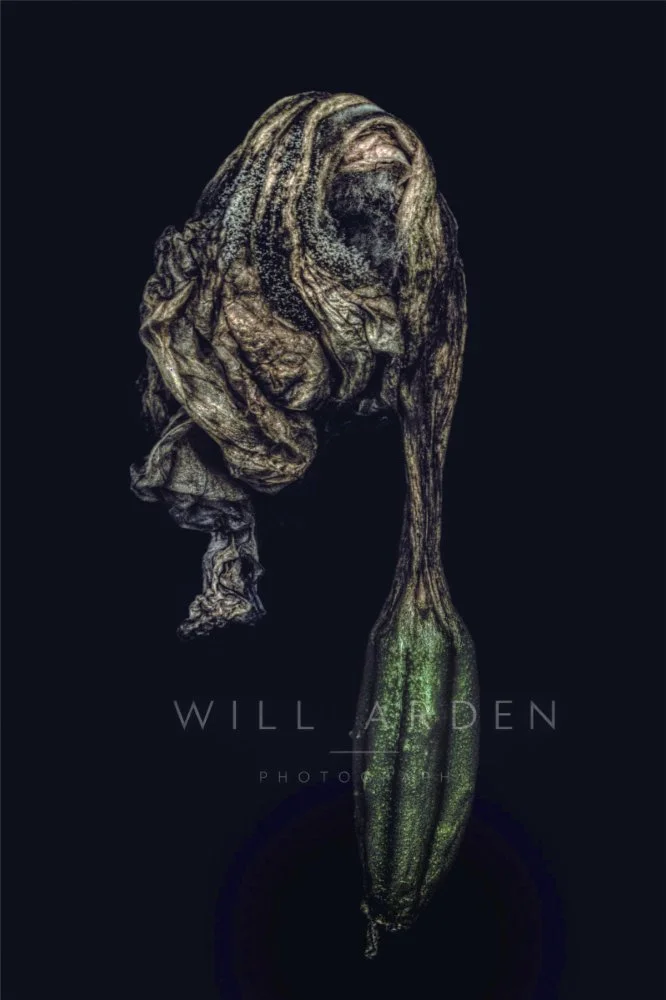 Dead Iris #2