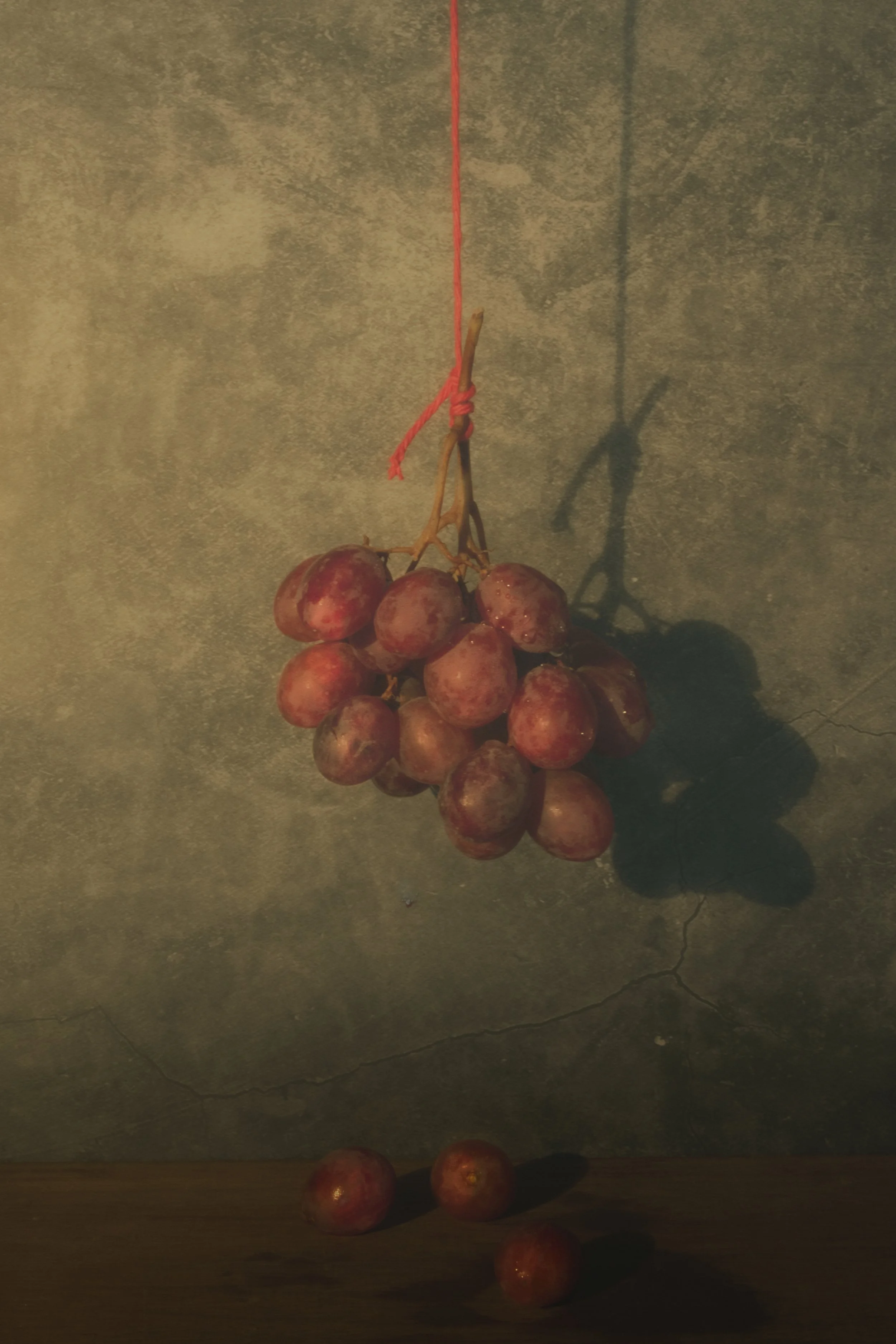 A bunch of red grapes hanging from a red string tied to a wooden stick, with a shadow cast on a dark, textured wall.