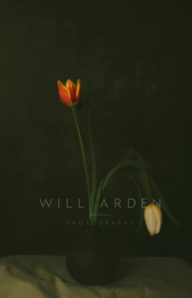Two Tulips. One Red, One White