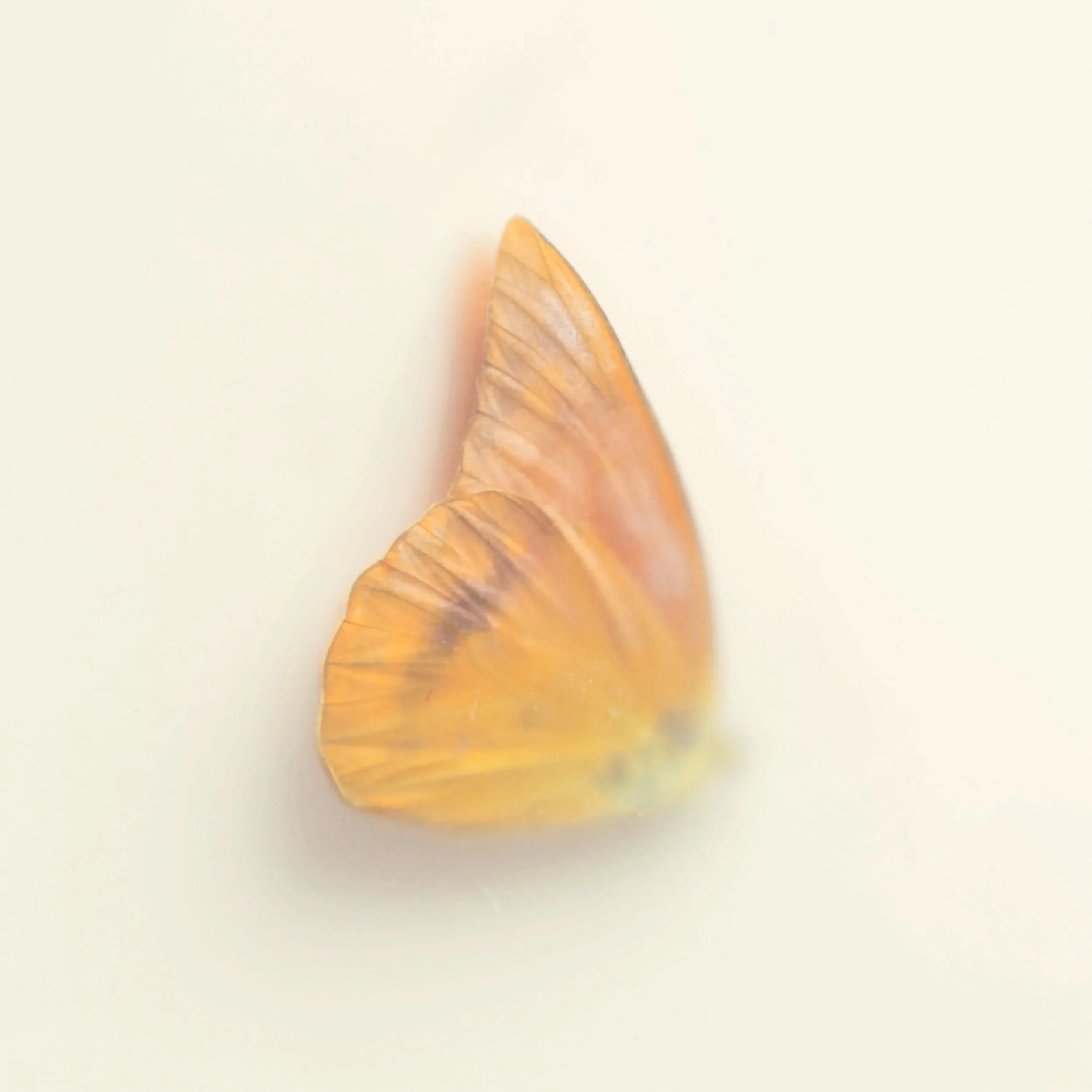 Close-up of a butterfly wing with orange and brown patterns, against a plain white background.