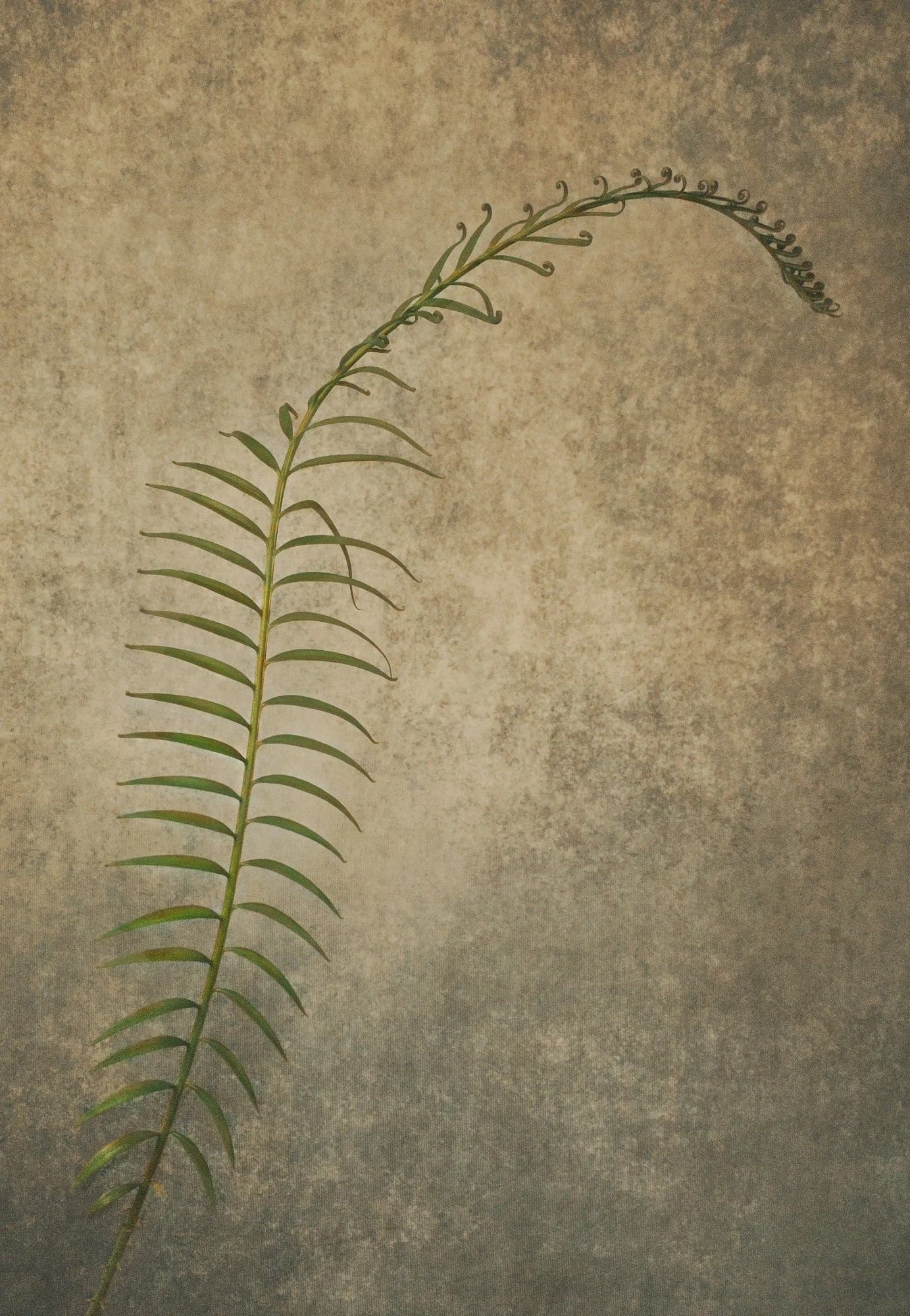 A green fern leaf with curved leaflets against a textured beige background.