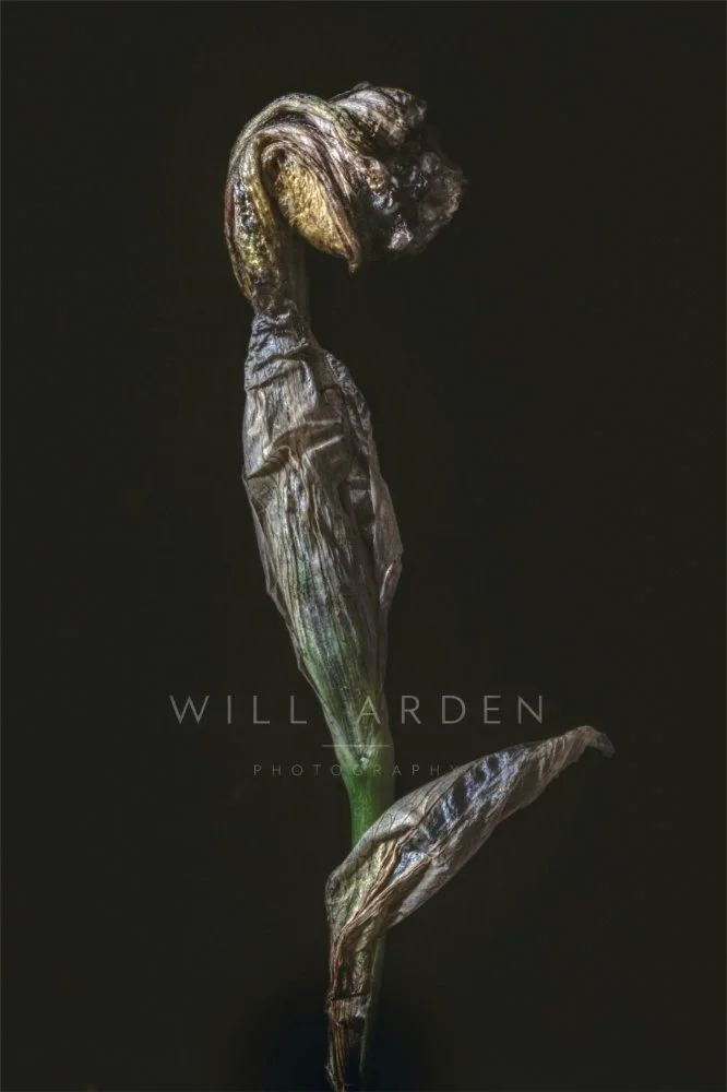 Dead Iris #3