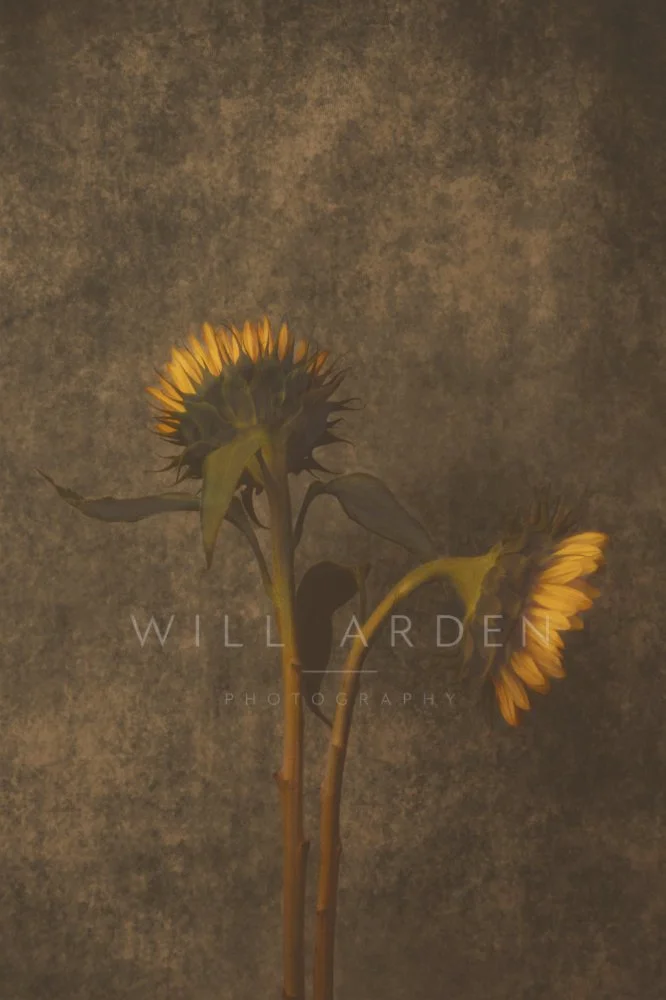 Sunflower #9