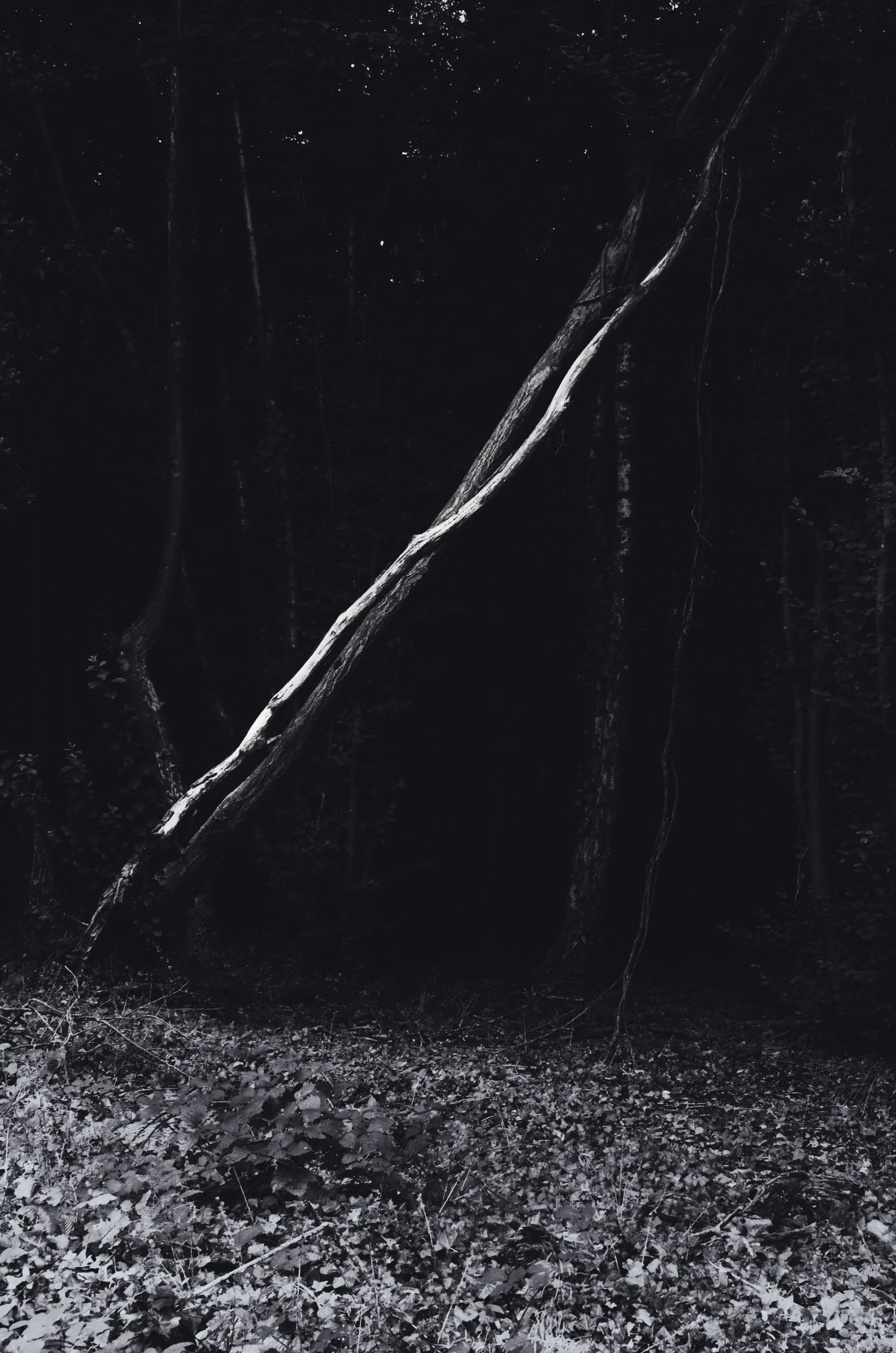 Nighttime in a dense forest with large trees, fallen branches, and a leafy ground cover, illuminated subtly to reveal tree trunks and a large leaning tree.