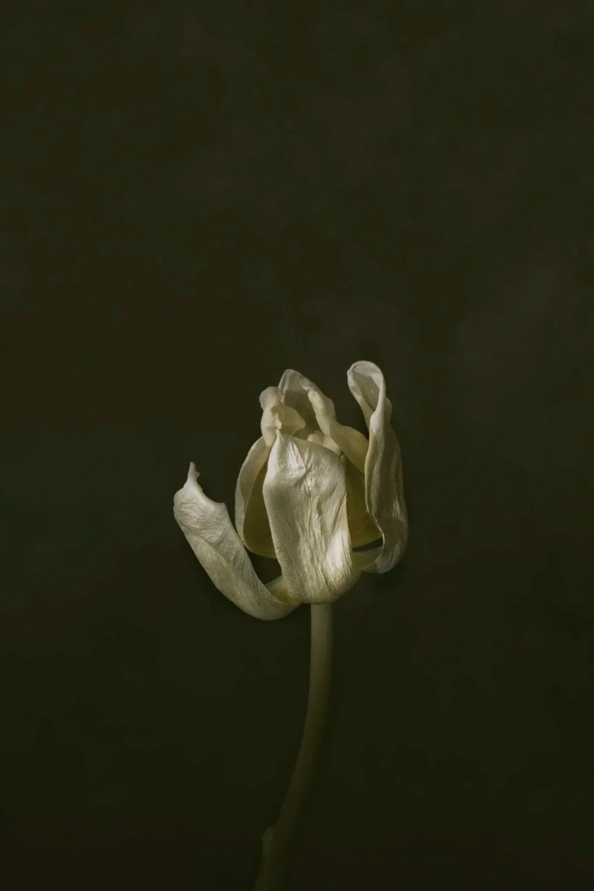 An image from the series 'Momento Mori' by the fine art photographer Will Arden.