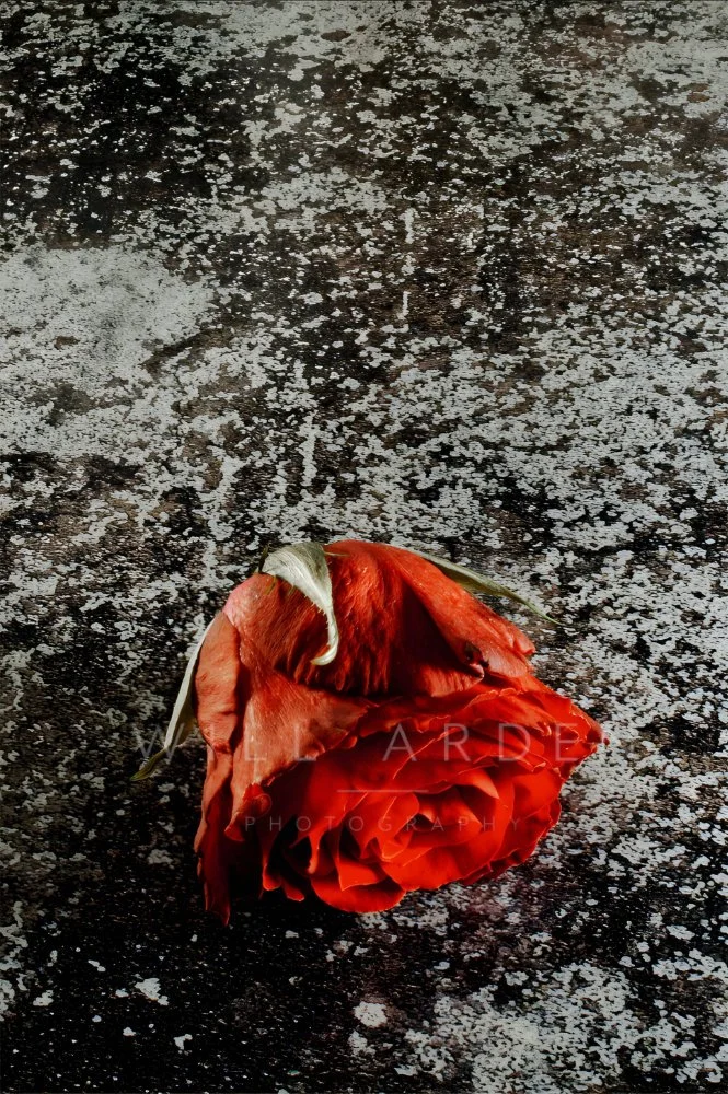 Red Rose 3