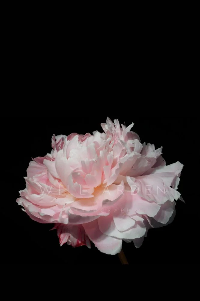 Pink Flower